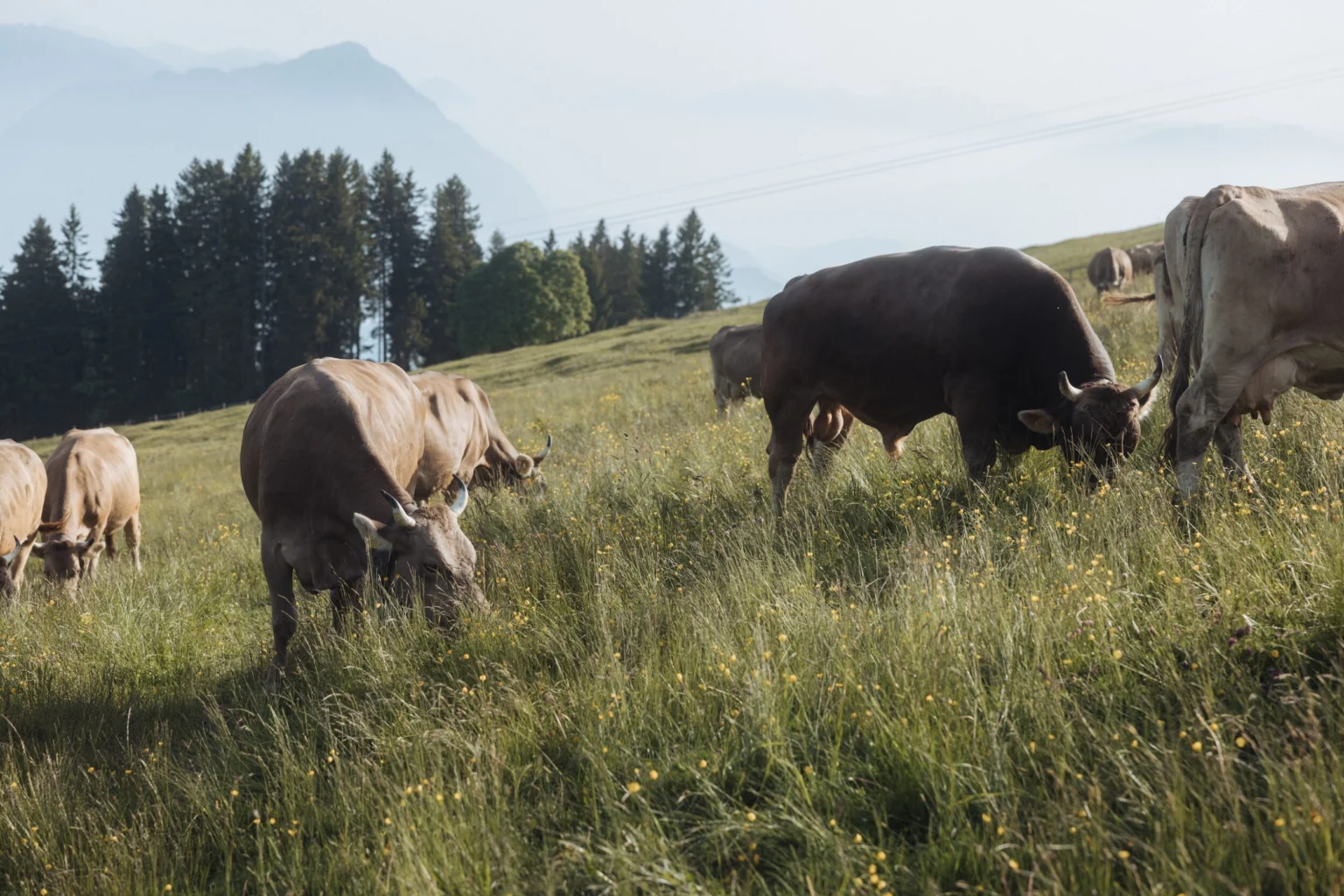 Kühe mit Berge