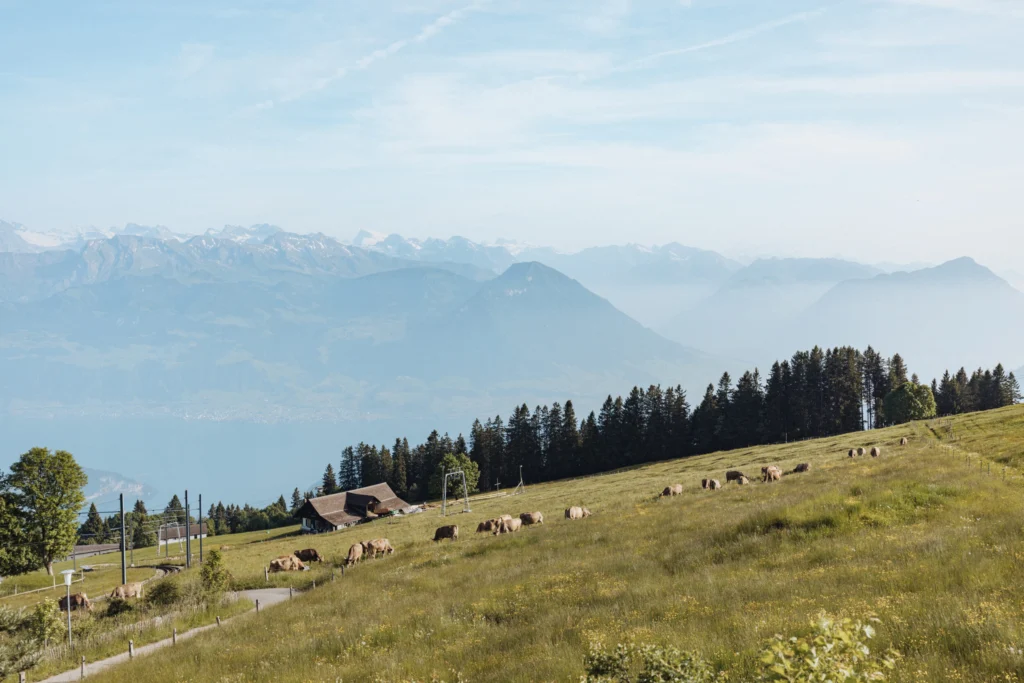 Aussicht mit Kühen vom Edelweiss